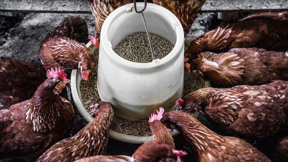 Animal feeds